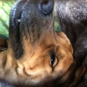 Meet your Posher, Brandon